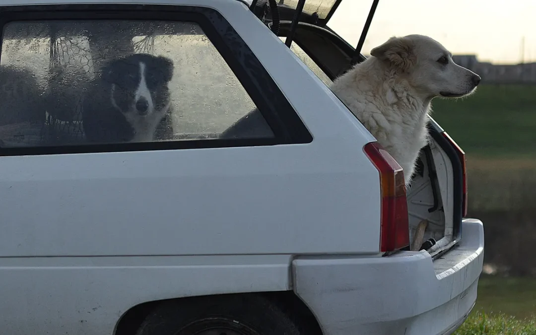 Large dog waiting at an open SUV tailgate, where a dog ramp for SUV earns its keep