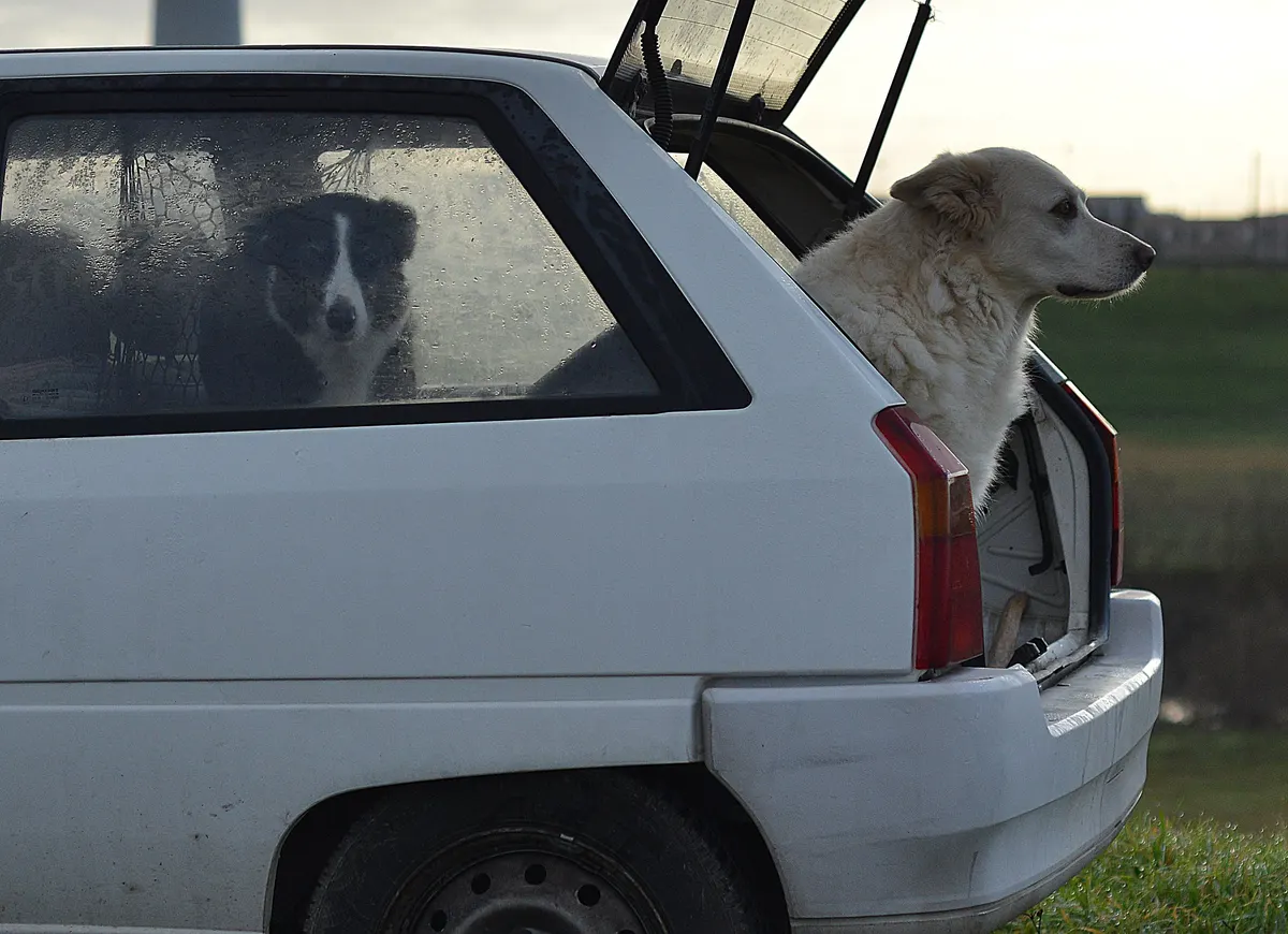 Large dog waiting at an open SUV tailgate, where a dog ramp for SUV earns its keep