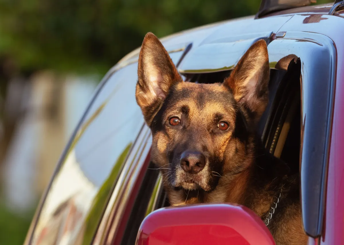 Large dog riding in the back of an SUV