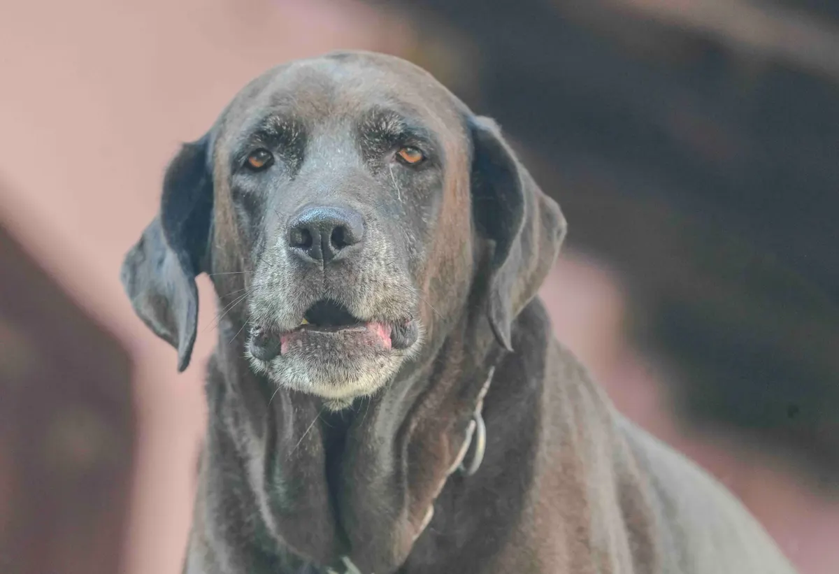 Older large dog outdoors before a car trip