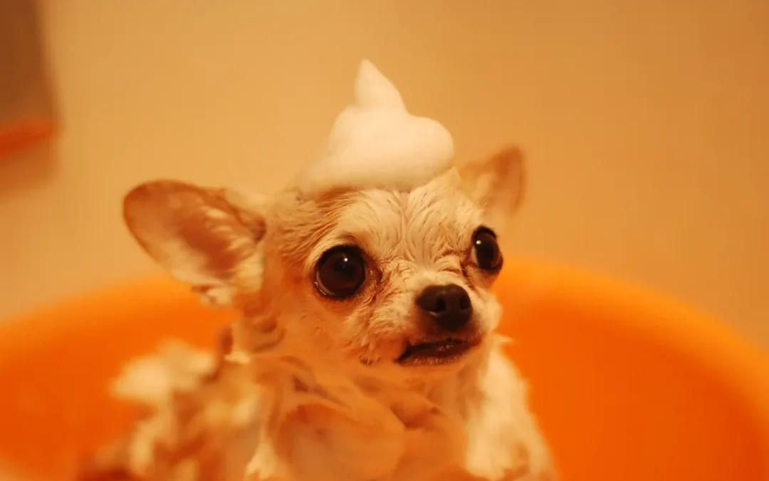 Best Smelling Dog Shampoo 2026: My 11 Picks After Owning Several