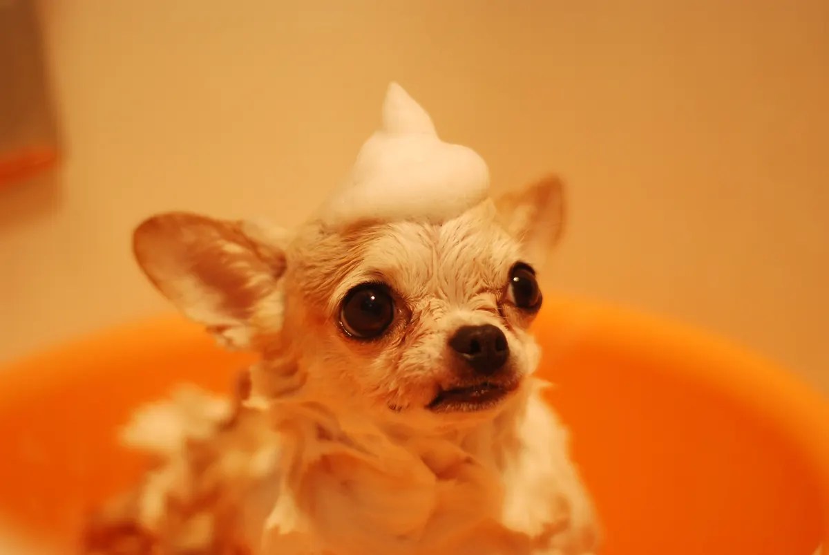 Dog in the bath being washed with the best smelling dog shampoo