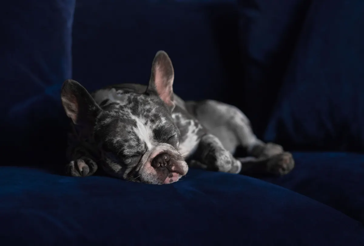 Dog asleep on the sofa, what every dog bed competes with