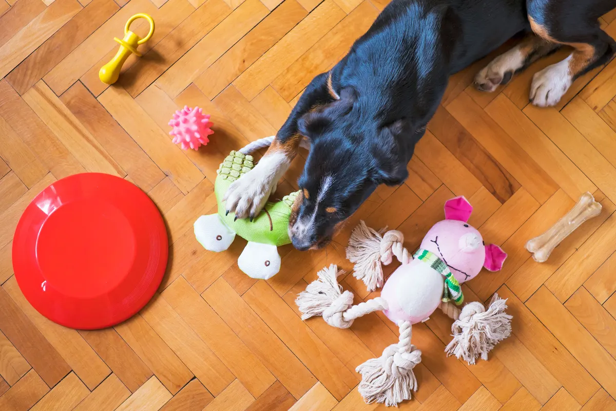 Dog playing with a pile of colorful toys on a wood floor, the problem dog toy storage solves