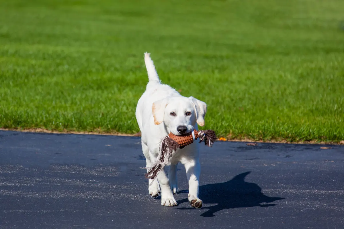A Labrador carrying a toy in its mouth, the dog that empties the toy basket daily