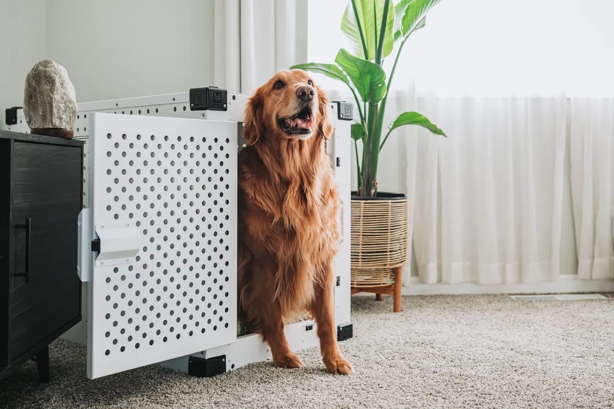 A golden retriever in a tidy living room where the toys have a home