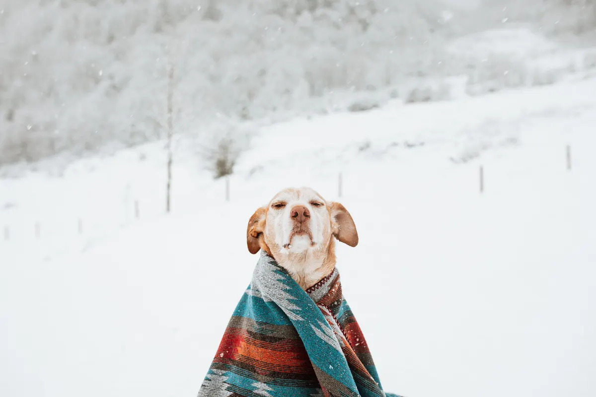 Dog under a blanket in winter, or use a heated dog bed
