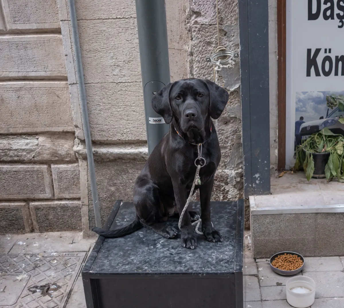 Dog waiting for a bowl of freeze dried dog food