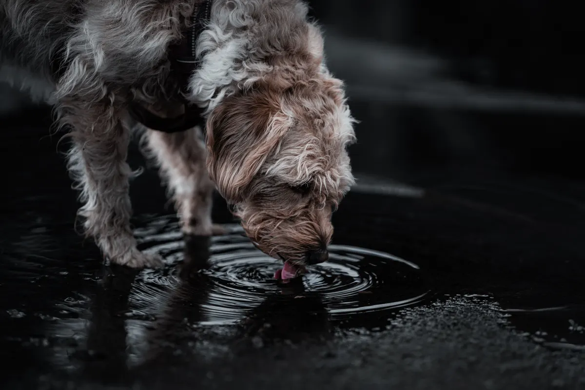 A dog drinking fresh water, the part of a dog feeding guide most people skip