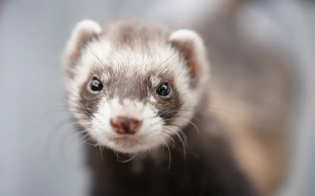 Best Ferret Cage 2026: My 10 Picks After a Research Day