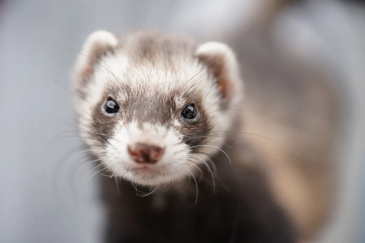 Ferret standing up, the animal a ferret cage has to hold