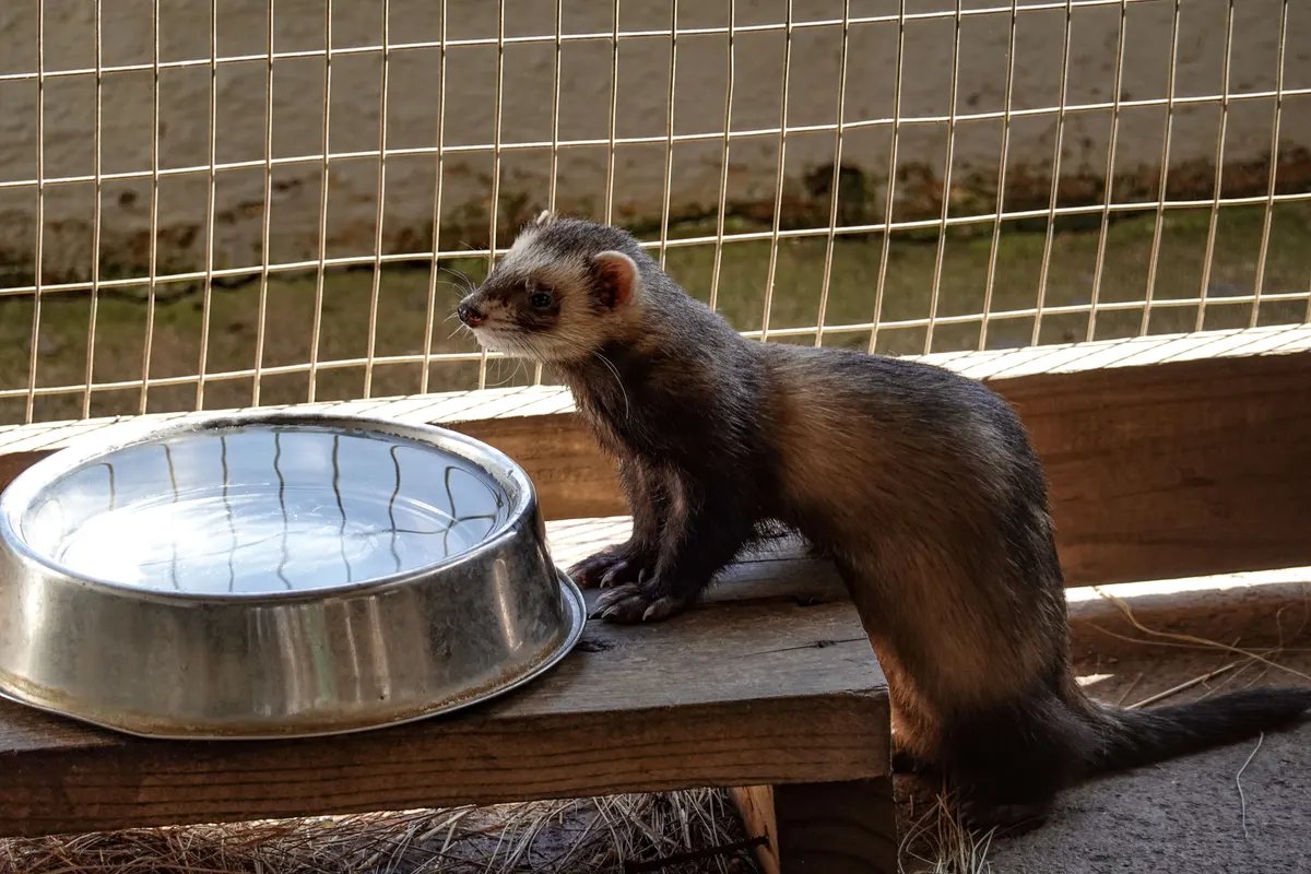 Ferret inside its cage beside the water bowl