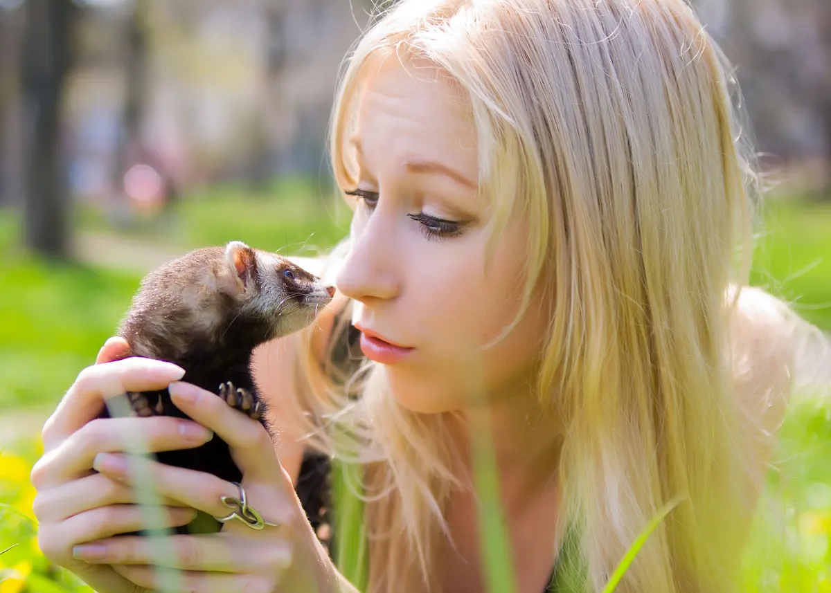 Ferret out of the cage, the play time every owner has to plan for