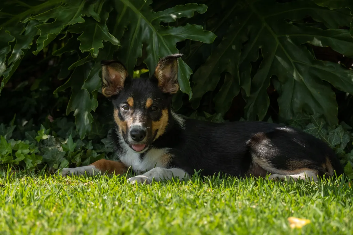 Dog resting in a shaded backyard corner
