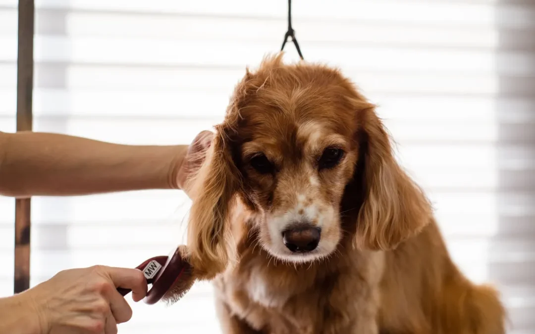 Combing a dog's coat, the weekly step in how to keep fleas off dogs