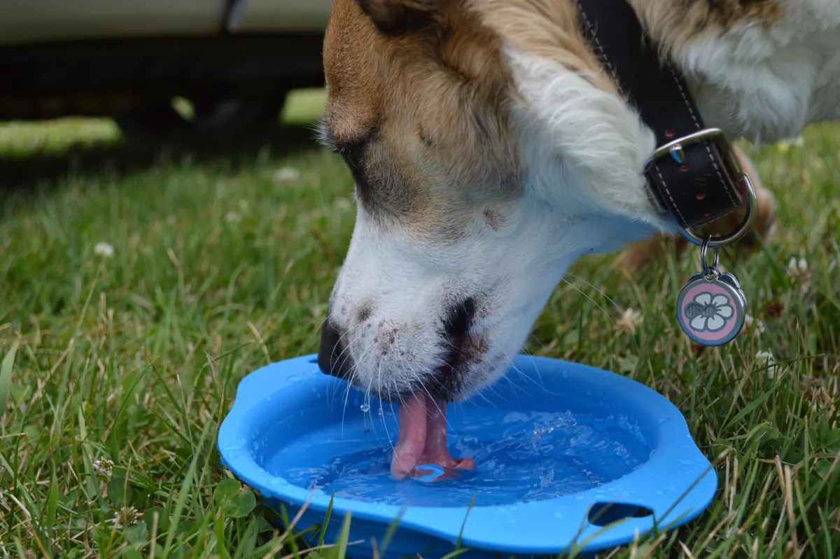 Big dog drinking water, the job a dog water fountain has to do
