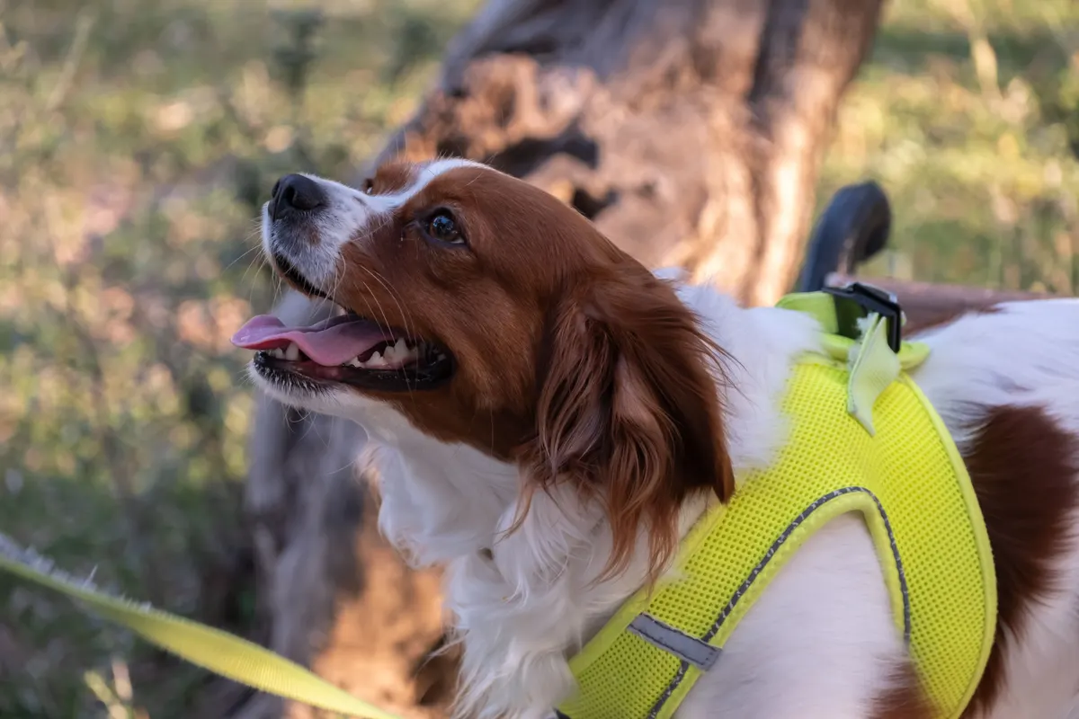Dog panting in dry heat, why a dog water fountain has to hold volume