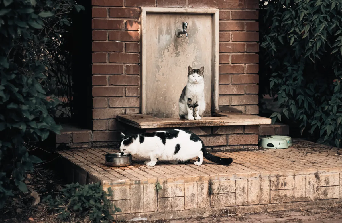 Dog and cat sharing water, what a multi pet dog water fountain has to handle