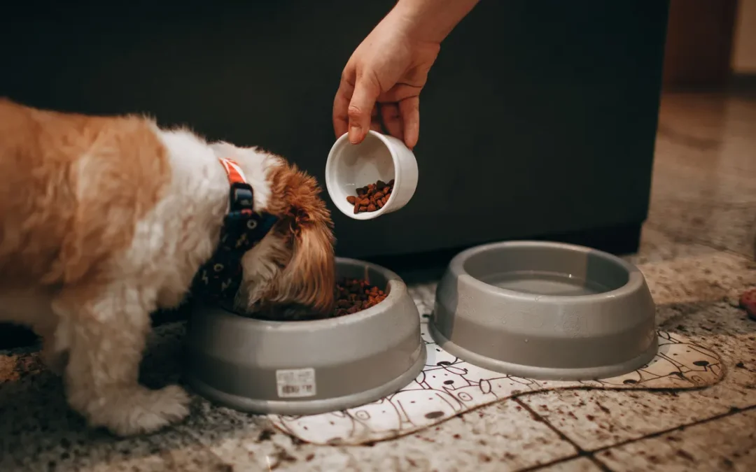 Dog eating from a bowl, freeze dried dog food goes in dry or rehydrated