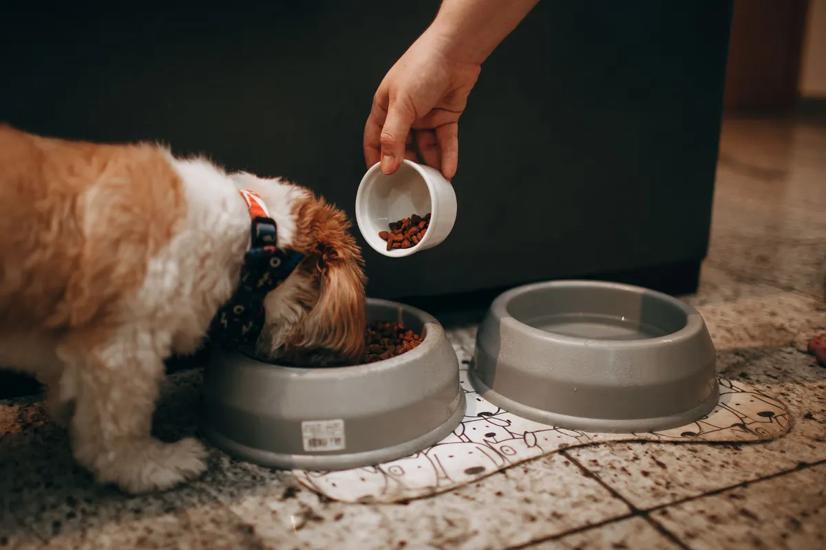 Dog eating from a bowl, freeze dried dog food goes in dry or rehydrated