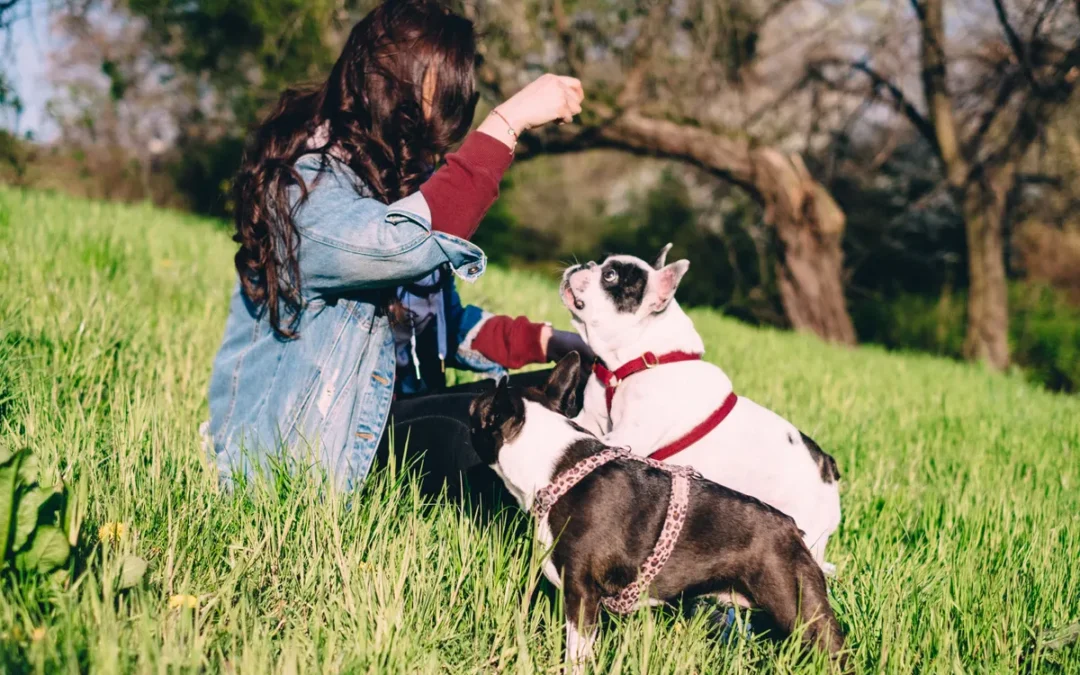 French Bulldog at mealtime, the breed this dog food guide is for