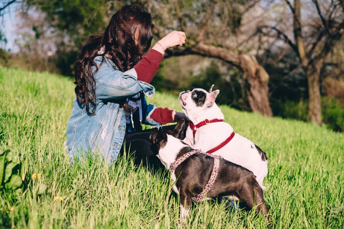 French Bulldog at mealtime, the breed the best dog food for french bulldogs is built around