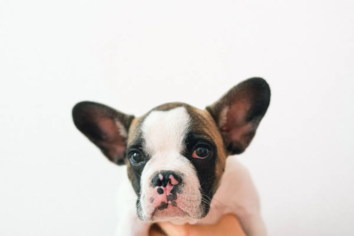 French Bulldog puppy, best dog food for french bulldogs starts here