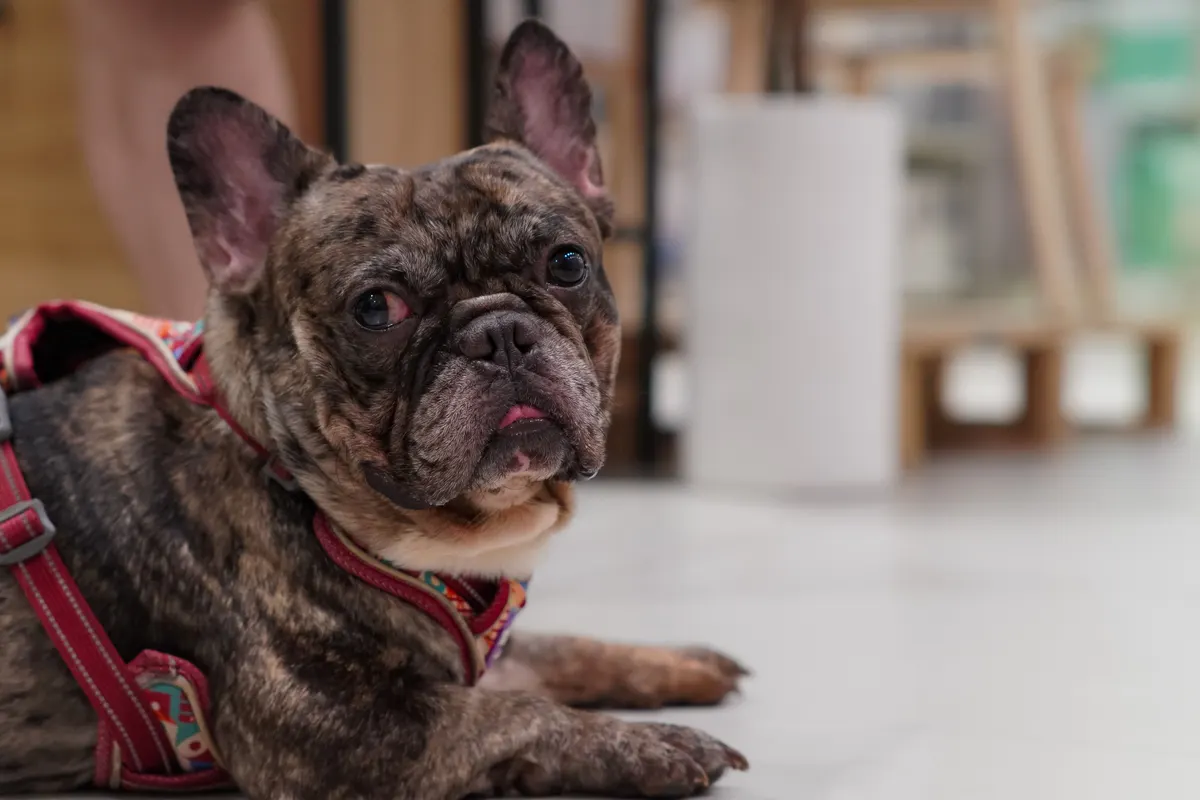 French Bulldog resting, the breed the best dog food for french bulldogs is chosen for