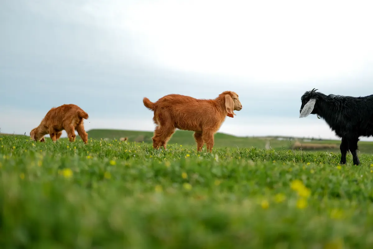 Goats grazing in a field, the animals an electric fence for goats has to hold