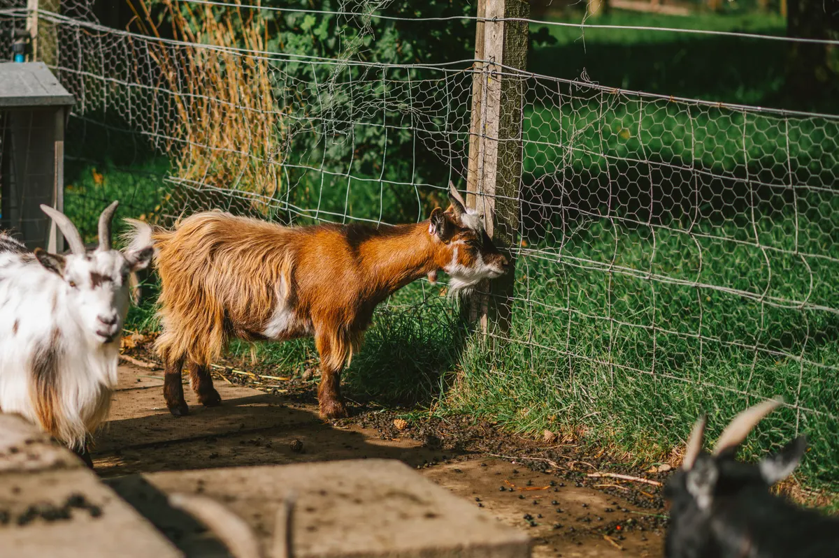 A small goat, the escape artist an electric fence for goats has to convince