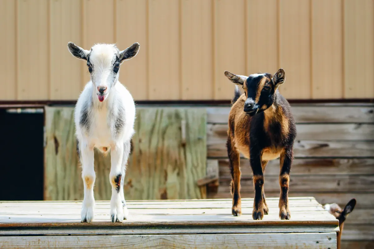Goat standing on a platform, the hooves goat hoof trimmers have to shape
