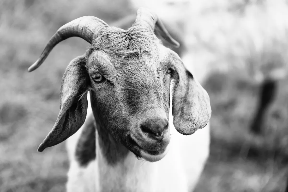 Goat close up, the animal a mineral feeder has to outlast