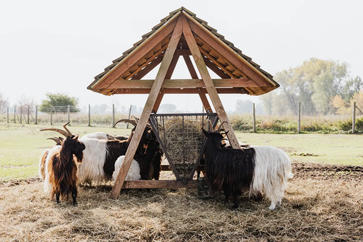 Goats at a feeder, where a goat mineral feeder earns its keep