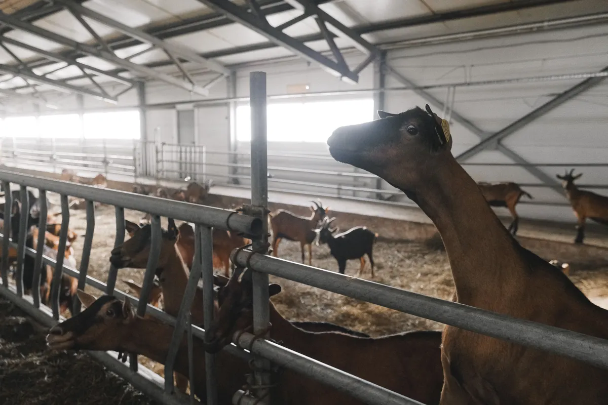 Goats in a pen, the herd a mineral feeder has to serve