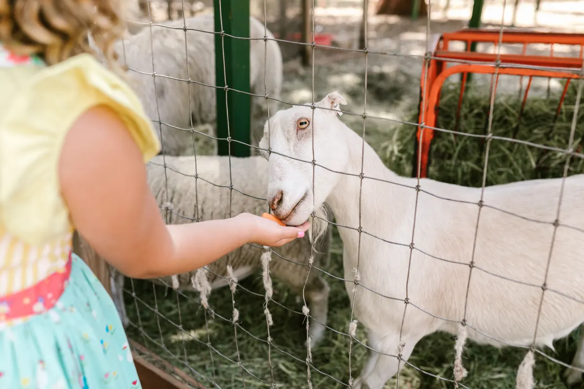 Goats at a fence line, the largest goat supplies purchase