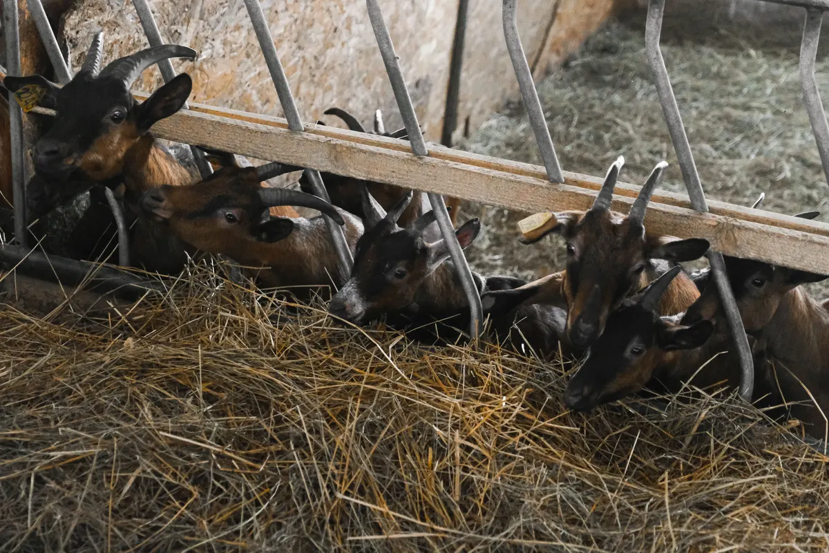 Goats eating from a hay rack, core goat supplies for winter