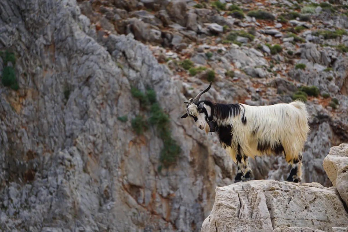 Goat standing on rock, natural hoof wear