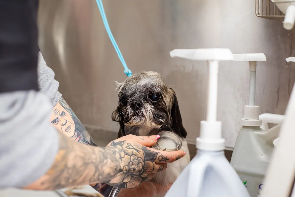 Bathing a dog at home with shampoo from a full dog grooming supplies kit