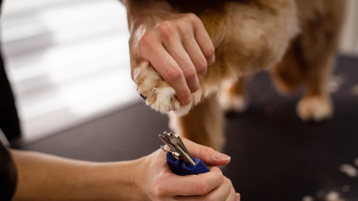 Trimming nails with the dog grooming supplies most owners already own