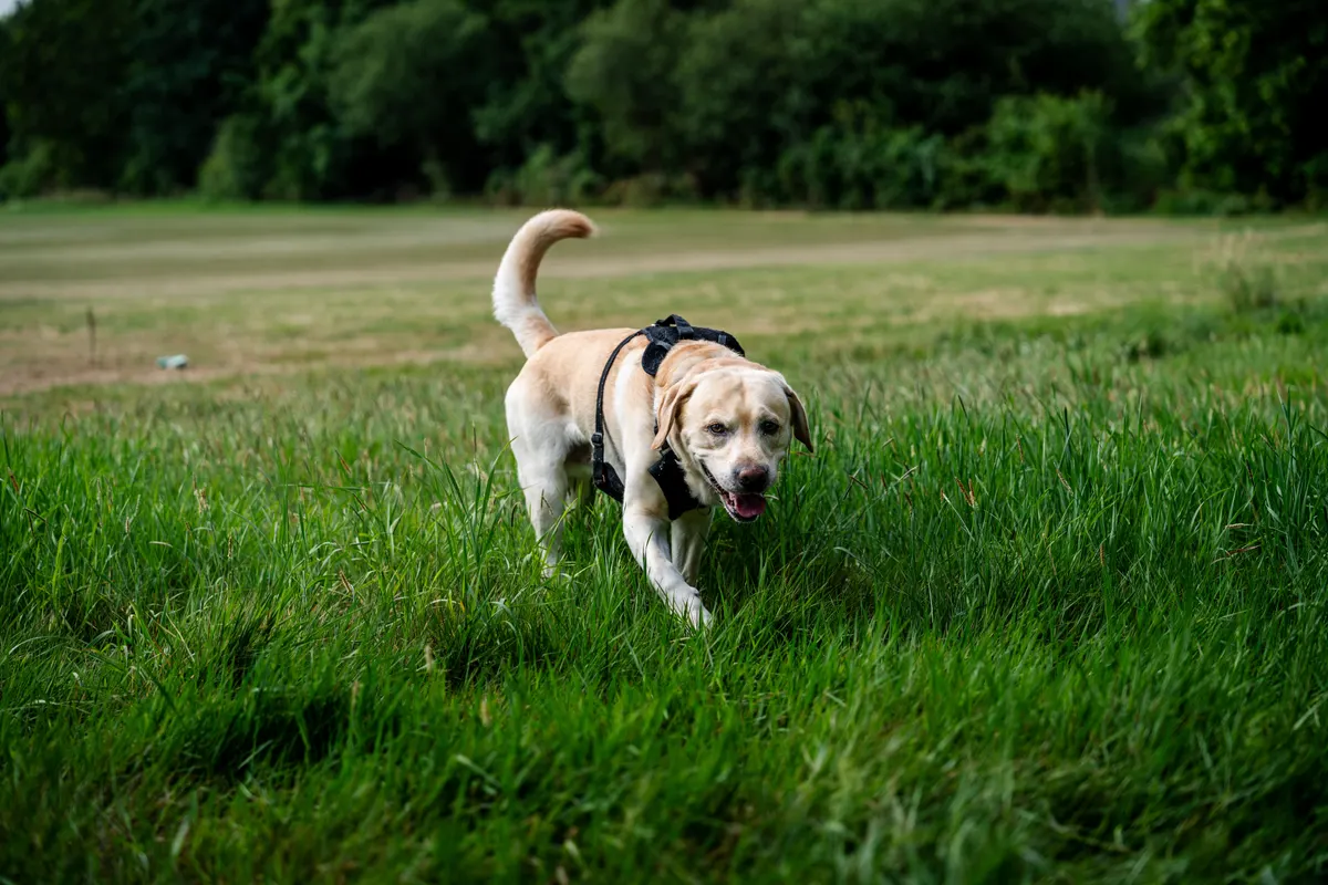 Working dog in a harness, service dog vest territory