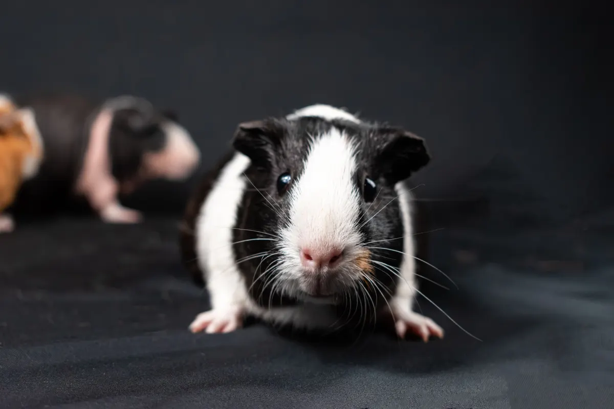 Guinea pig, the animal a guinea pig cage has to hold