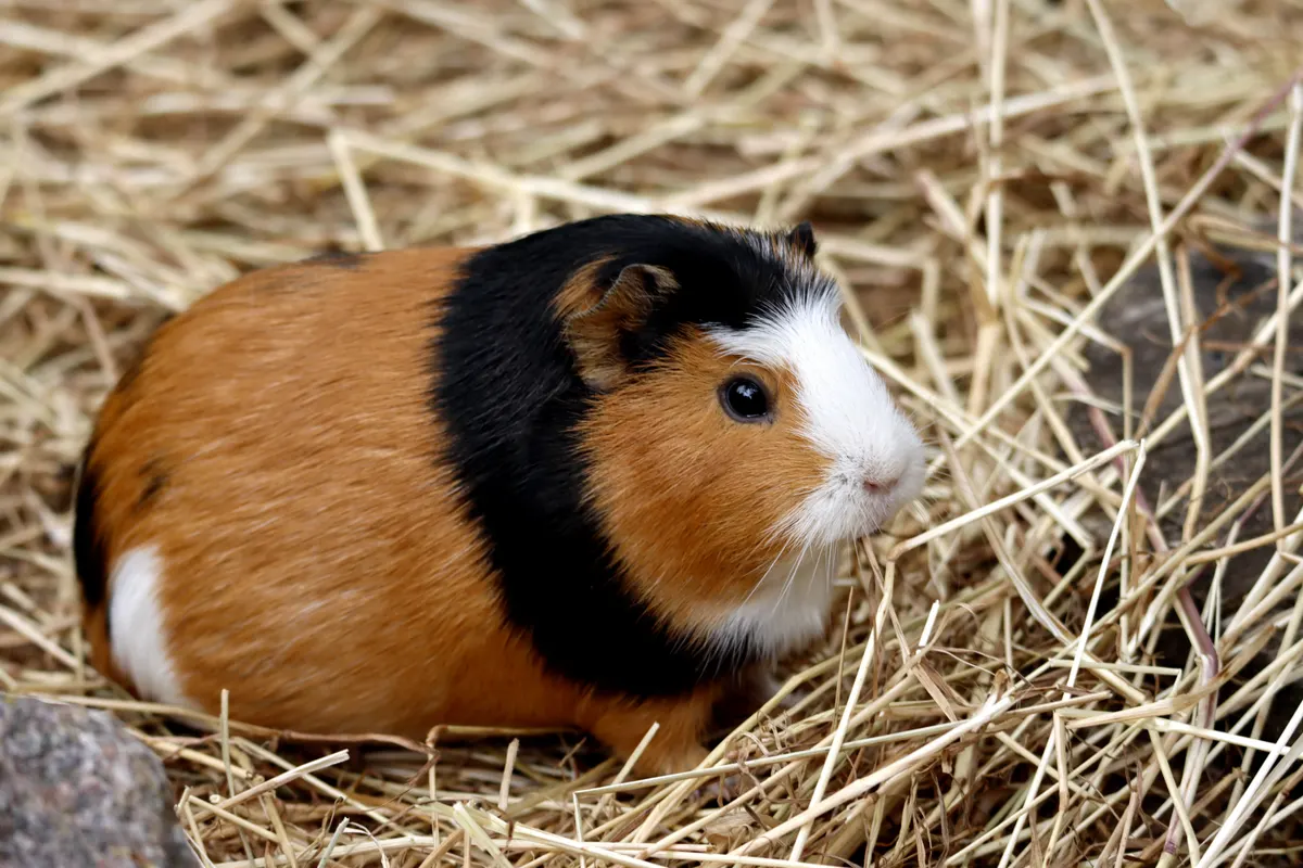 Guinea pig on bedding with hay, what goes inside a guinea pig cage