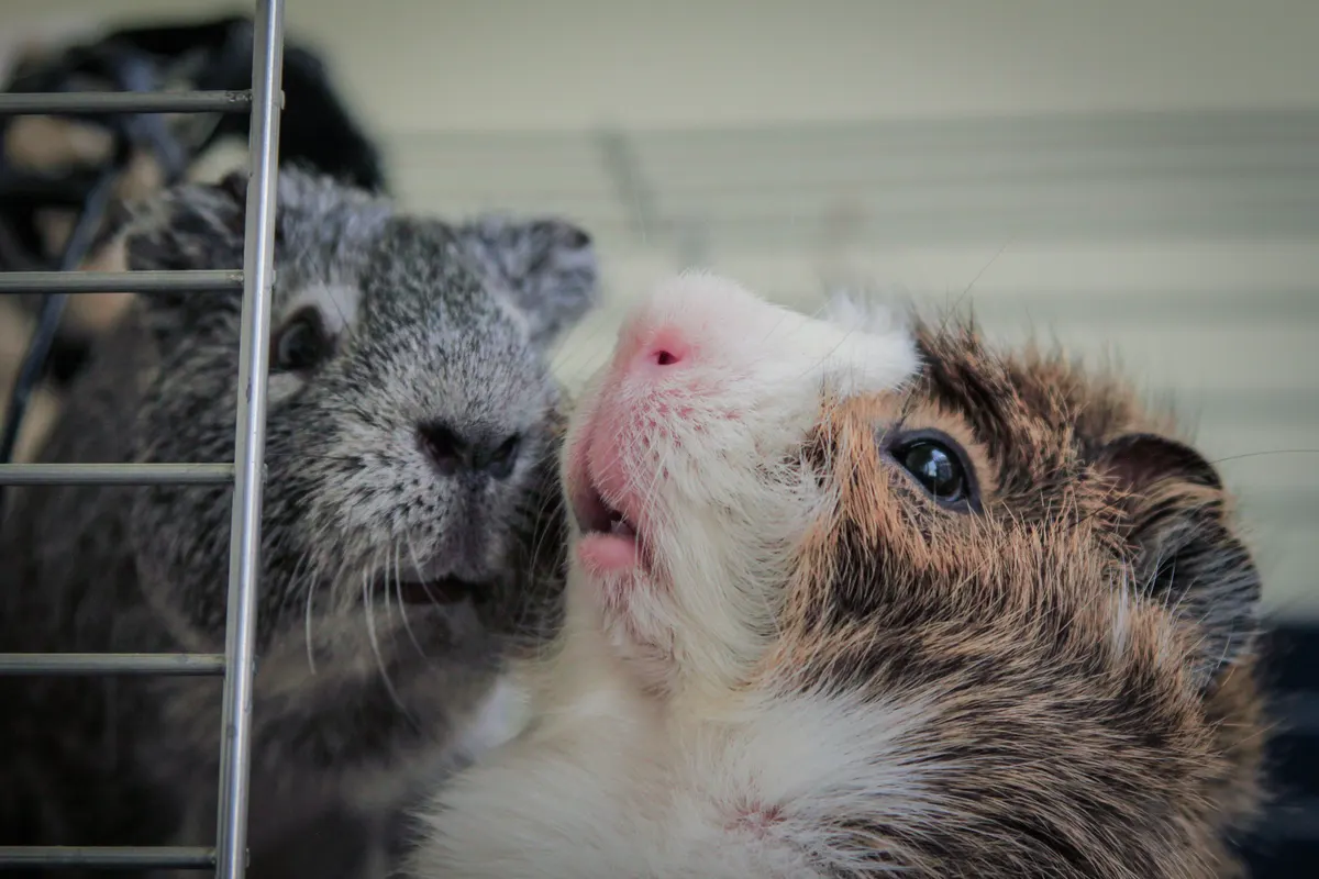 Guinea pigs looking out through the bars of a guinea pig cage