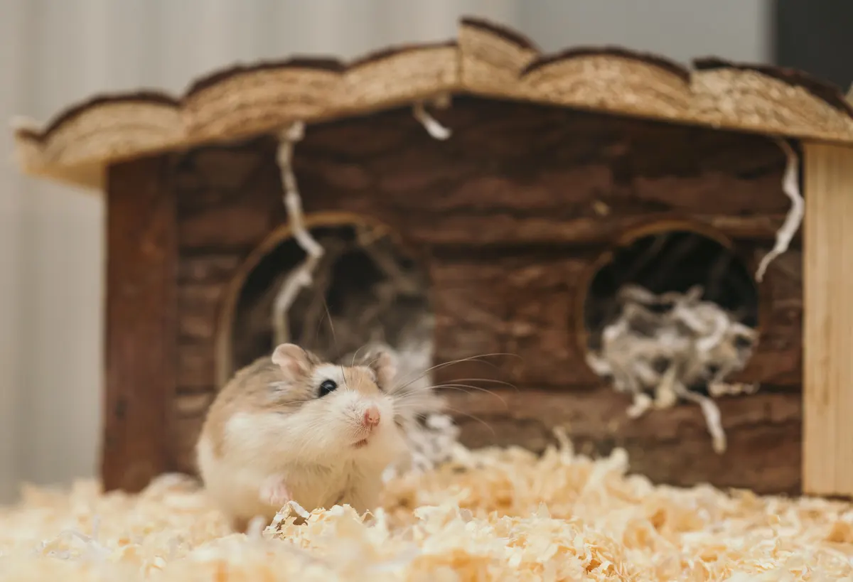 Hamster burrowed deep in soft bedding