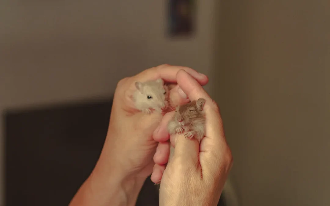 Best Hamster Cage 2026: My 10 Picks After a Research Day