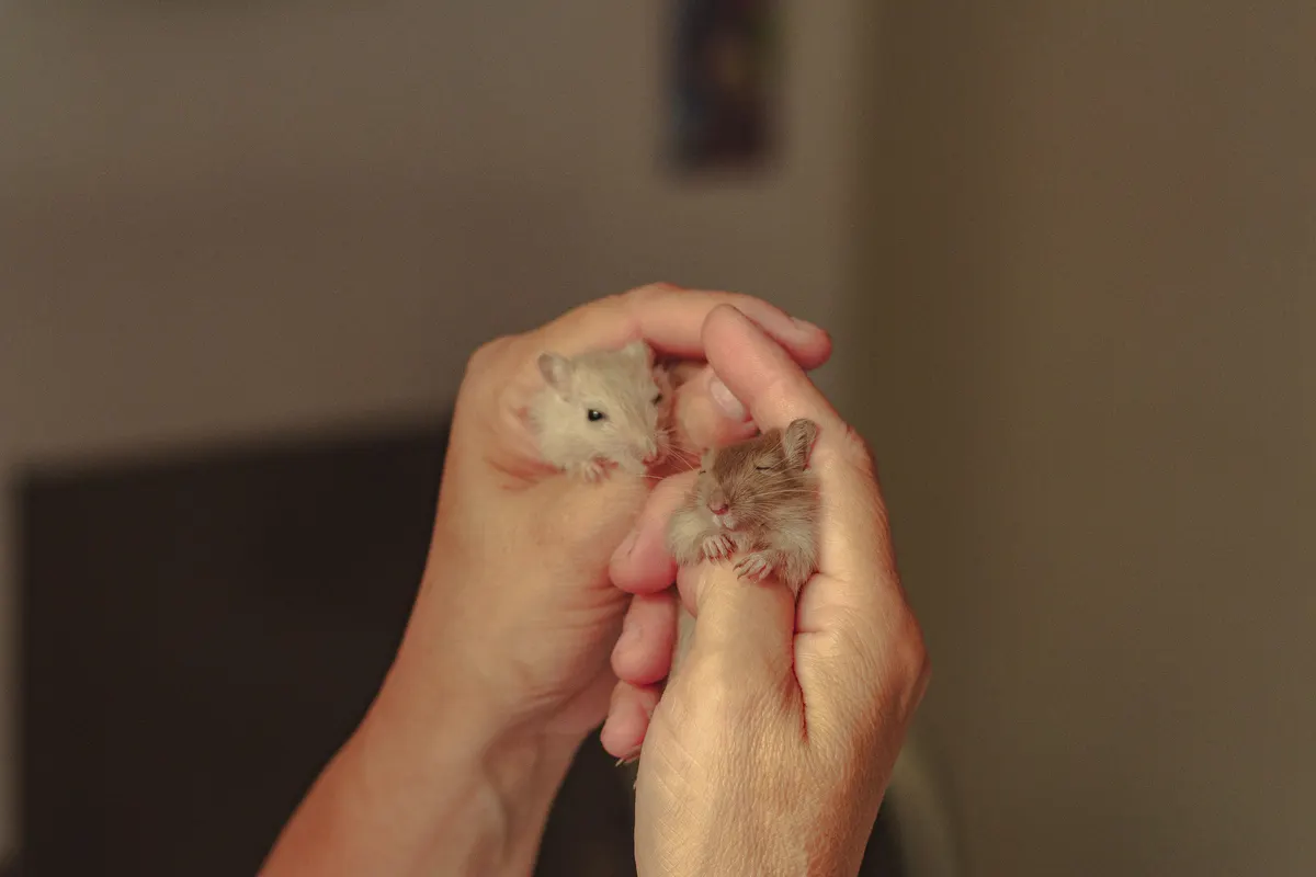 Hamster pup held gently in hand, the kind of pet this hamster cage guide is for
