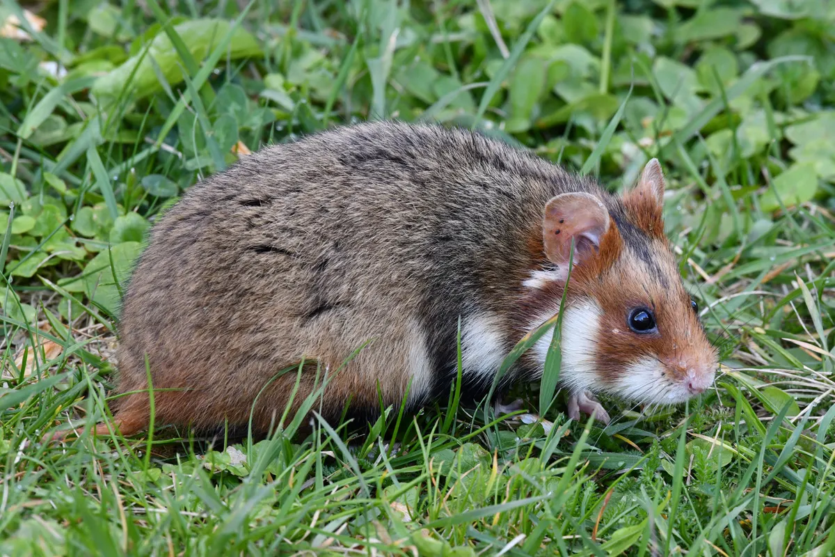 Hamster running on the ground, the kind of activity a wheel gives it indoors