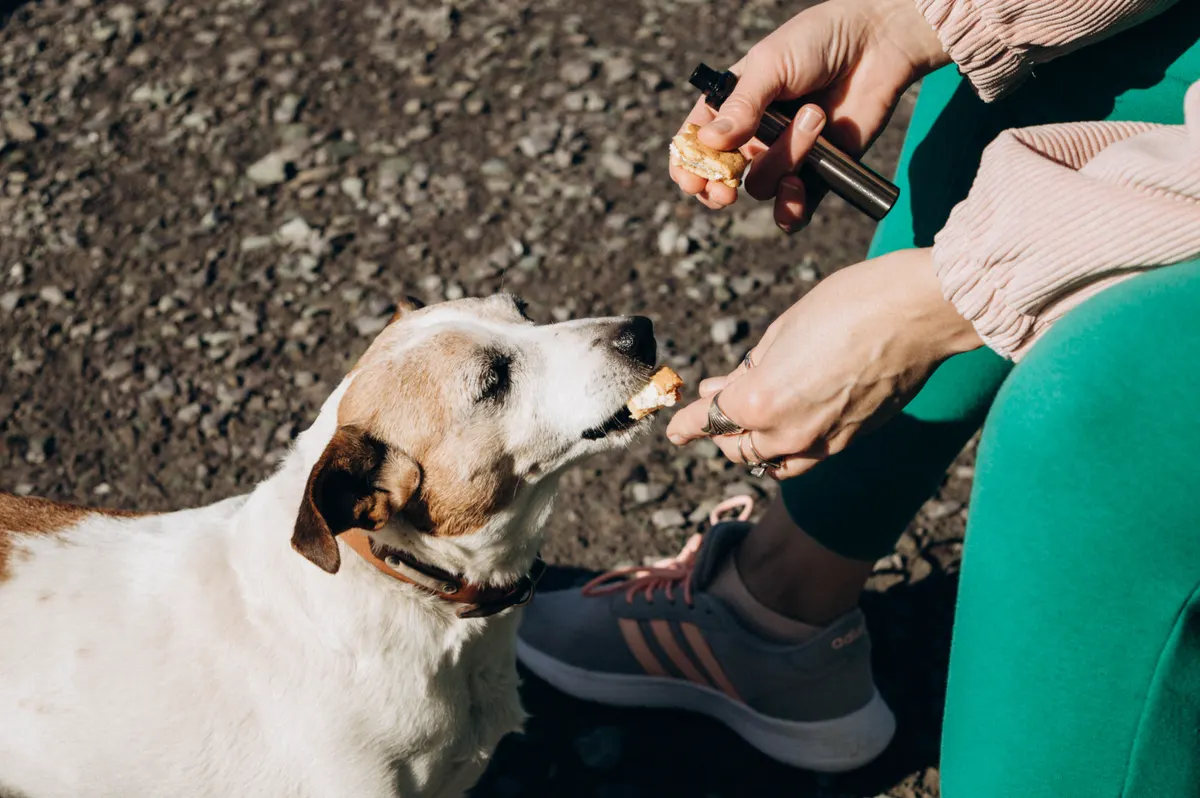 Hand feeding a small dog, how freeze dried nuggets and nibs get served