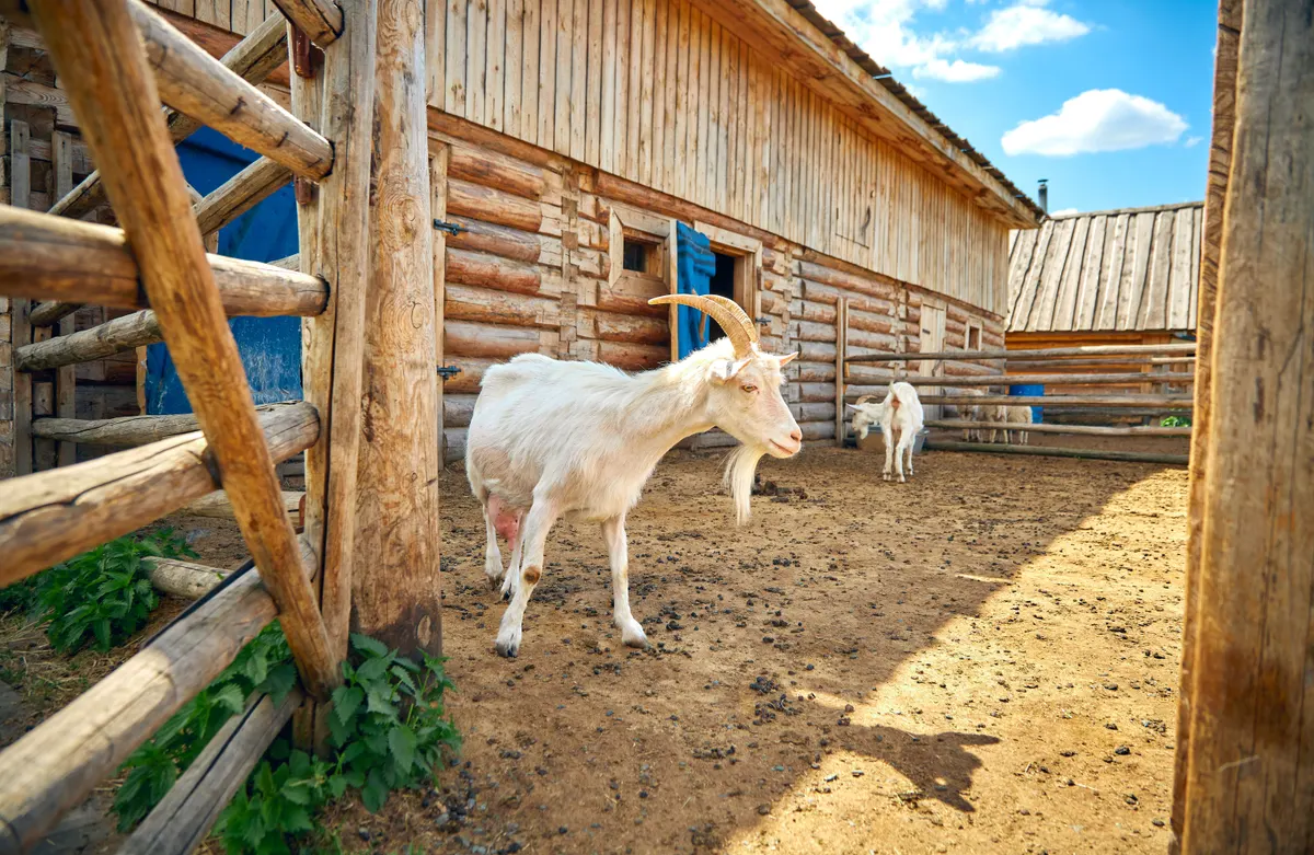 Barn wall and fence line, where a wall mounted hay rack gets bolted
