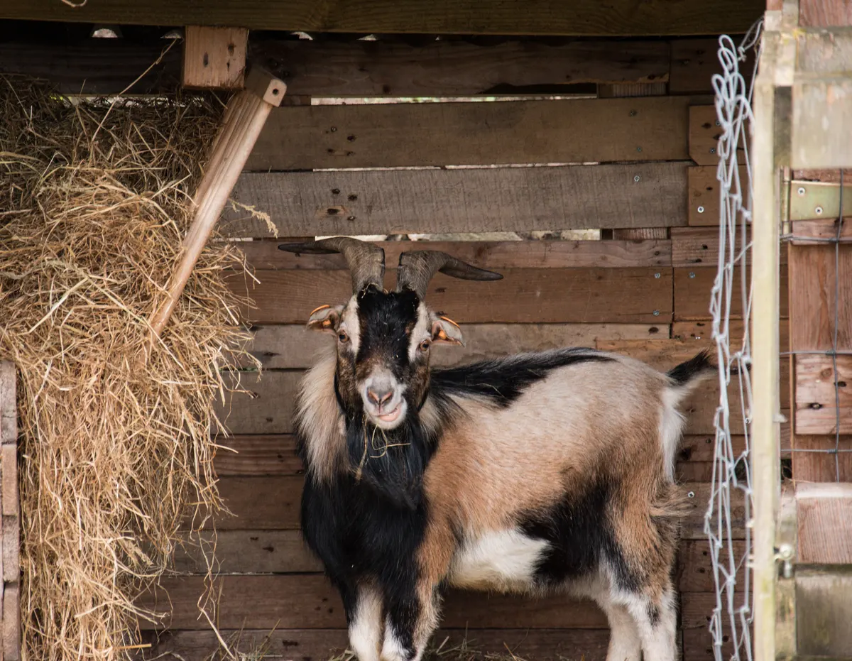 A hay feeder for goats in use, a goat pulling a mouthful from the rack